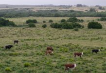 Près de 3 000 bovins débarquent en Libye, après avoir été bloqués pendant un mois au large de la Turquie