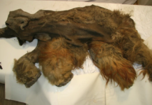 L’ARN d’un mammouth laineux conservé dans le pergélisol refait surface après 40 000 ans