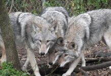 A Toronto, les habitants doivent apprendre à cohabiter avec le « coyloup »