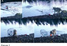 Une louve intrigue des scientifiques en manipulant un objet pour se nourrir