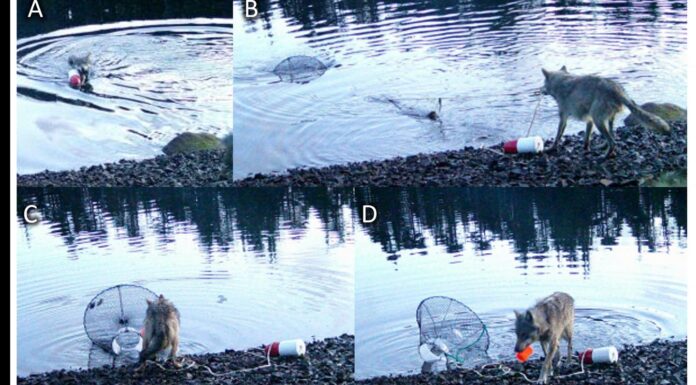 Une louve intrigue des scientifiques en manipulant un objet pour se nourrir