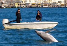 A Venise, la présence intrigante de Mimmo le dauphin
