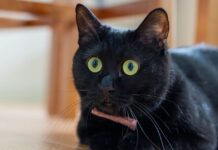 Cat owners are giggling after noticing funny detail in animal’s fur