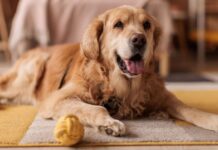 ‘I’m a dog trainer and these 5 breeds are best for families’