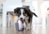 1 common mistake people make when bringing home a new puppy