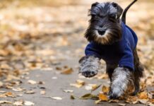 Vet’s settles debate on whether dogs should wear a coat this winter