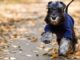 Vet’s settles debate on whether dogs should wear a coat this winter