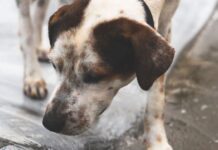 Heartbreak as dog abandoned after being shot in head twice | US | News