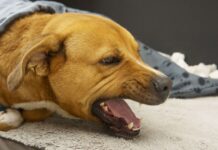 Highly contagious dog infection on the rise and the key signs to look for