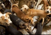 Top 5 best-behaved dog breeds according to expert