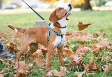 Common items can ‘poison’ dogs during walks in November