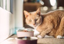 Vet advises against certain everyday popular items for cats