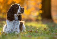 Dog owner’s vital health warning after puppy dies after walk