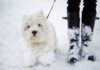 Pet owners urged to look out for 1 poison during winter walks