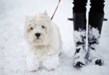 Pet owners urged to look out for 1 poison during winter walks