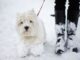 Pet owners urged to look out for 1 poison during winter walks