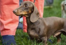 Dog trainer shares the 5 breeds ‘you should avoid’