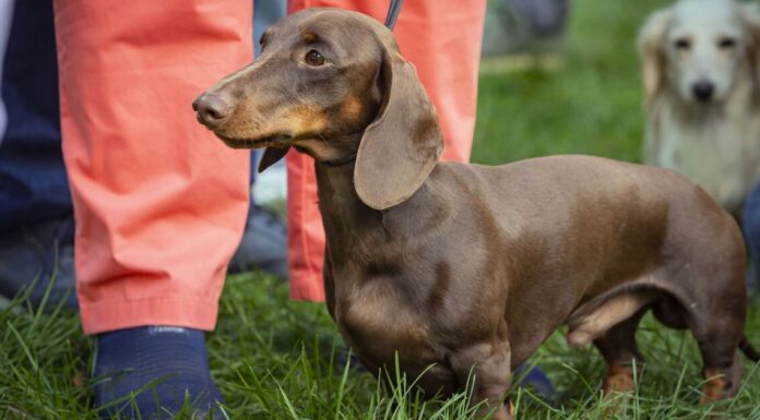 Dog trainer shares the 5 breeds ‘you should avoid’