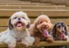 Vet reveals the five dog breeds he would never own