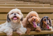 Vet reveals the five dog breeds he would never own