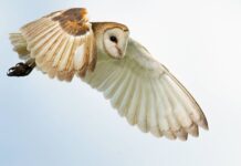 Man shares ‘precious’ act pet owl does that ‘shows she loves him’