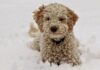 Cold weather warning could trigger red-flag behaviour in your dog