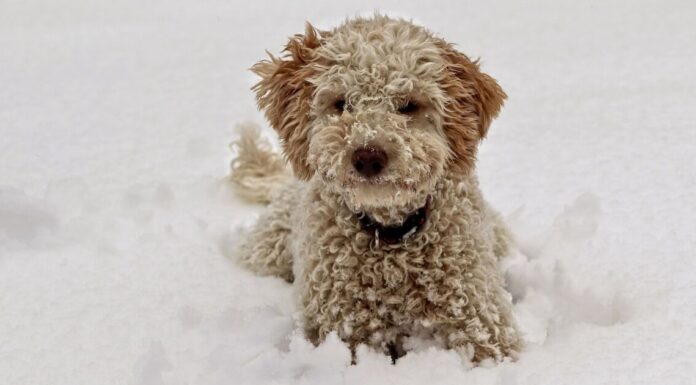 Cold weather warning could trigger red-flag behaviour in your dog
