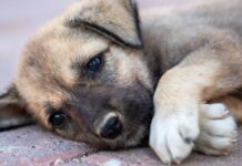 Injured puppy found on street leaves people ‘in tears’ after makeover