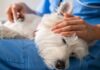Vet warns UK dog owners about serious illness risk in November