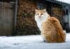 Vet shares exact temperature you shouldn’t let cat go out this winter