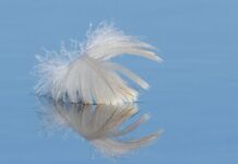 ‘I’m a witch and there’s an important meaning if you see this feather