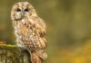 Bird expert shares how to spot owl in woods in winter | UK | News