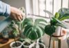 Houseplants ‘particularly vulnerable’ to ‘harm’ from heating