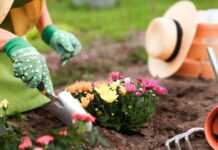 Transform ‘dull’ gardens with ‘winter colour’ plants