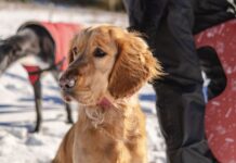 Vet’s warning over 7 ‘serious’ cold weather symptoms to look out for