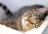 Cat owners issued urgent warning as temperatures drop