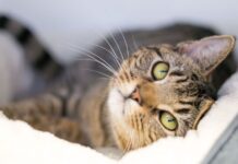 Cat owners issued urgent warning as temperatures drop