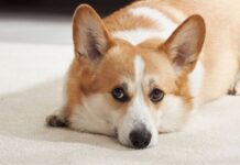 Signs your dog is depressed and which breeds are most at risk