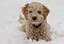 Dogs shouldn’t go on walks when temperatures drop below specific level