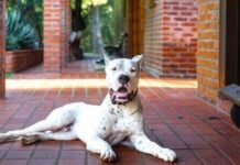 Dog trainer warns three breeds are ‘worst’ for families