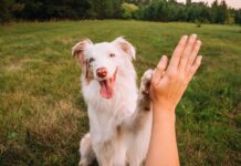 Warning to all dog owners about letting pooch lick 1 thing this week