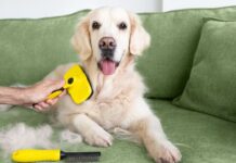 Pet expert’s top 5 dog breeds that don’t ‘shed or smell’