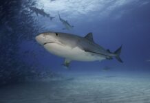 Diver shares 1 thing you should never do if you see a shark