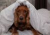 5 dogs that need ‘extra protection’ in winter