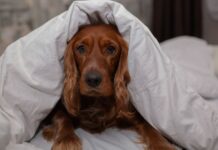 5 dogs that need ‘extra protection’ in winter