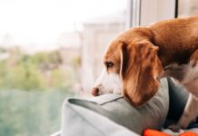 Dog trainer urges owners to enforce key rule from day 1