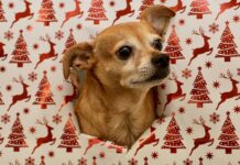 Christmas dog warning issued to millions of UK owners