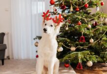 Do 1 thing now to ‘make pets ignore Christmas tree and decorations’