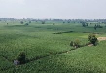 EU seeks to exploit nature-based products for competitiveness push, green groups say