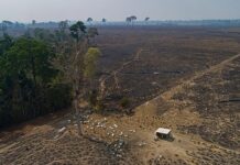 European Parliament's centrist majority splits over delayed deforestation rules